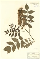 藏品(紫藤屬)的圖片